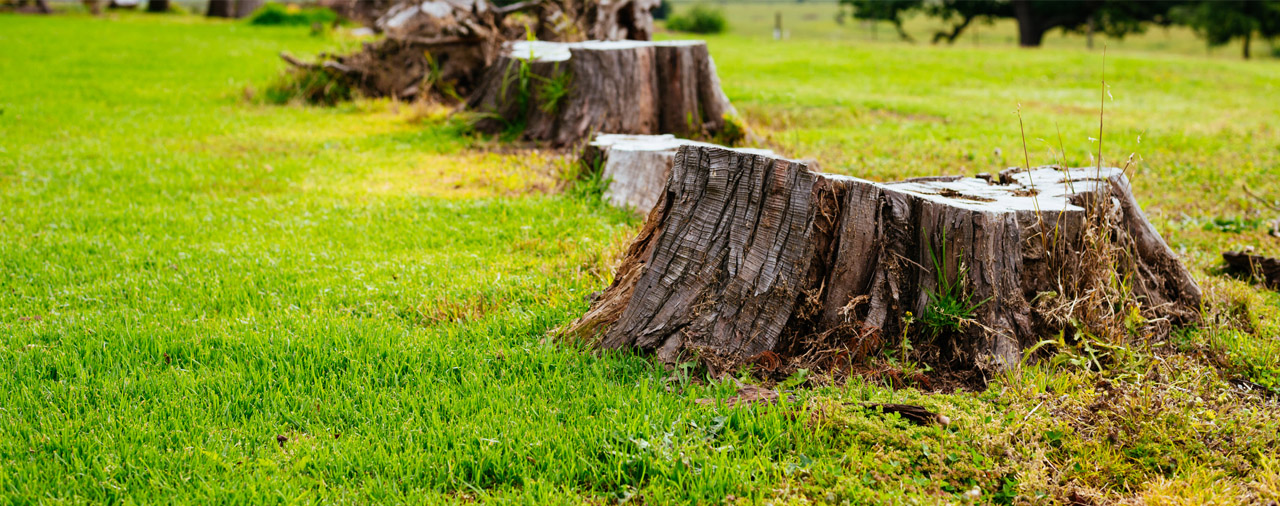 Stump Removal & Grinding Services