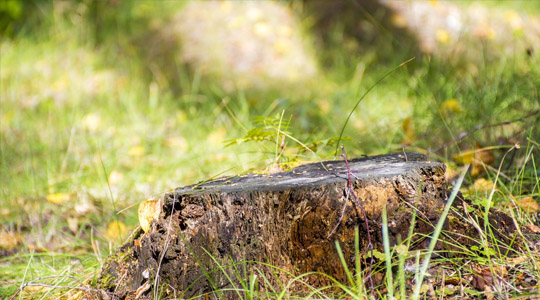 Stump Removal or Grinding