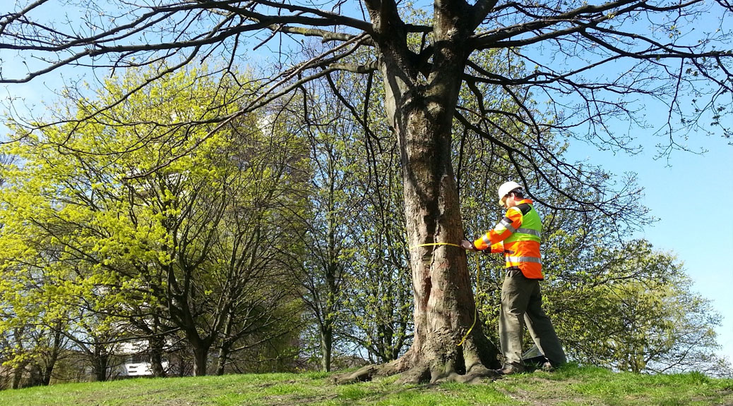 Tree Consultancy and Advice