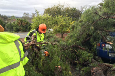 Tree Maintenance