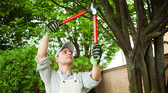 Tree Pruning & Maintenance