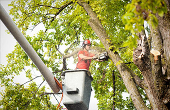 Tree Pruning and Maintenance