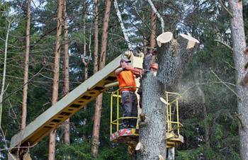 Tree Removal Services