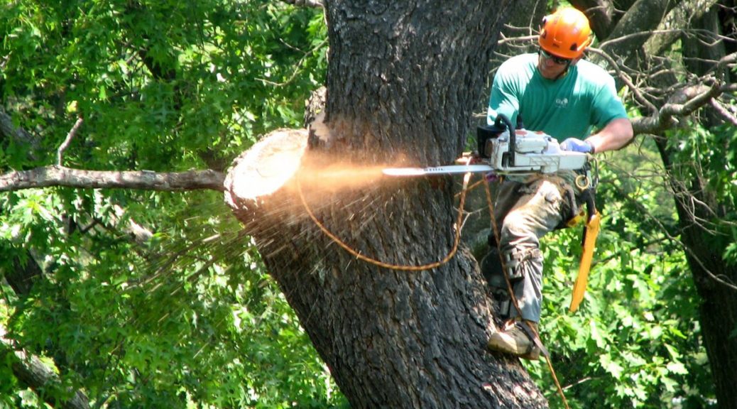 Tree Removal Services in Sydney