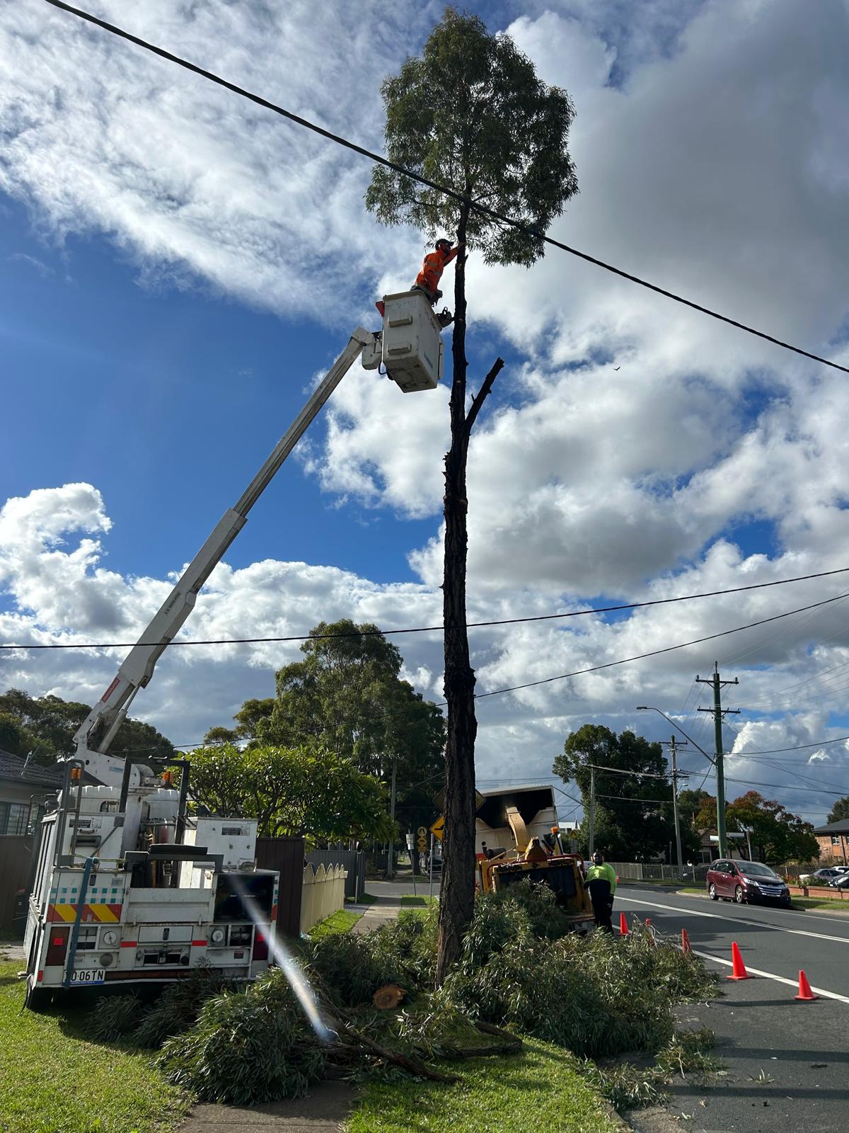 tree removal northen beaches 27