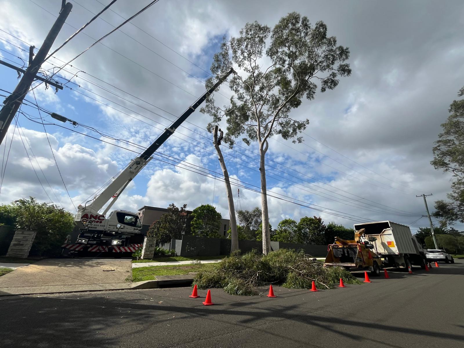tree removal northen beaches 2 | National Tree Services